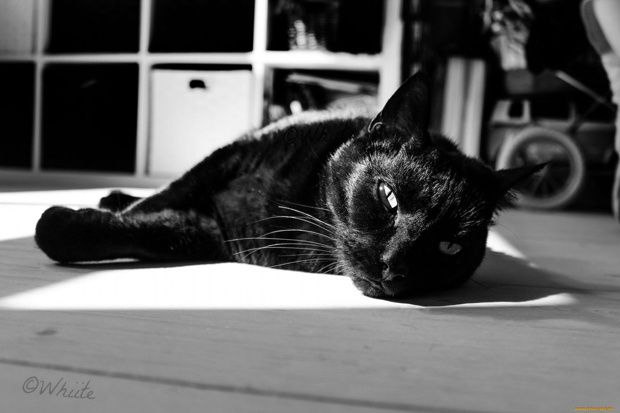 ��������, ����, ���, ������, ���, ����